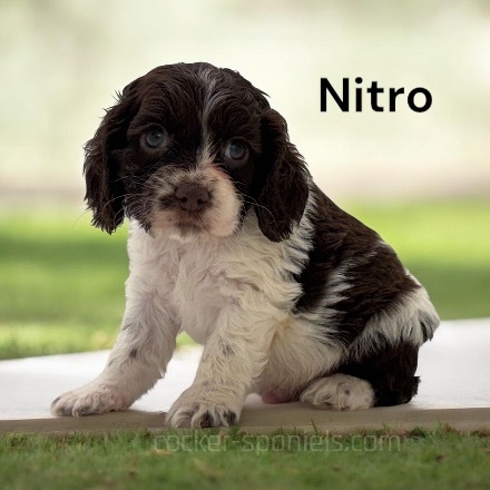 puppy, for, sale, Cocker Spaniel, Joe & Cherri  Overlease, dog, breeder, Miller, MO, dog-breeder, puppy-for-sale, forsale, nearby, find, puppyfind, locator, puppylocator, aca